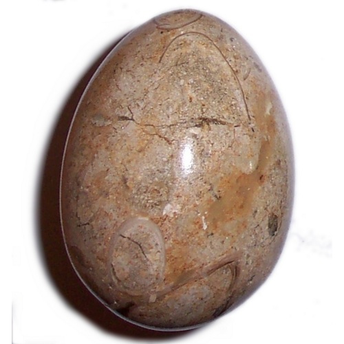 MARBLE EGG WITH FOSSILS F52 - Click Image to Close