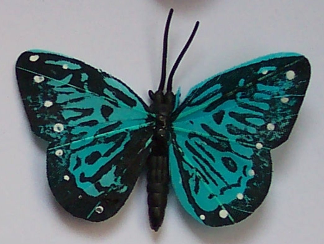 Turquoise Butterfly Fridge Magnet - Click Image to Close