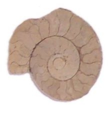 AMMONITE (Fossil)