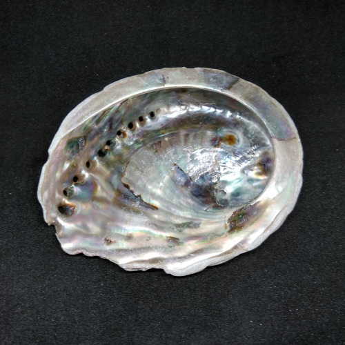 Abalone Shell - 11cm (medium)