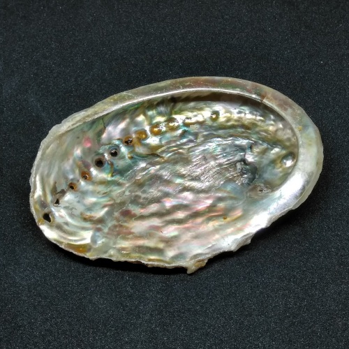 Abalone Shell - 7cm (small)